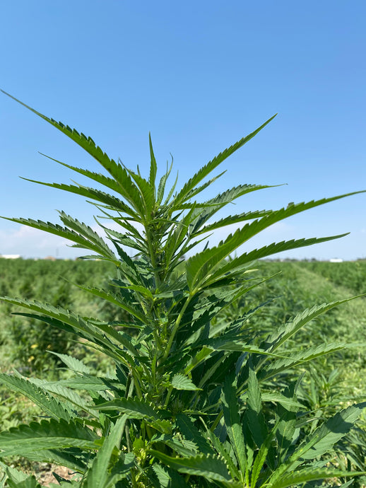 A Guide To Finding The Best CBD For You