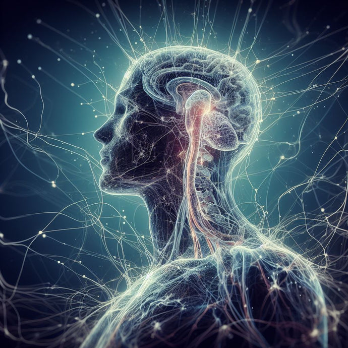How CBD Works With Your Nervous System