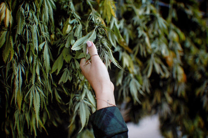 Hang-Drying Hemp: A Critical Stage in the Harvestation